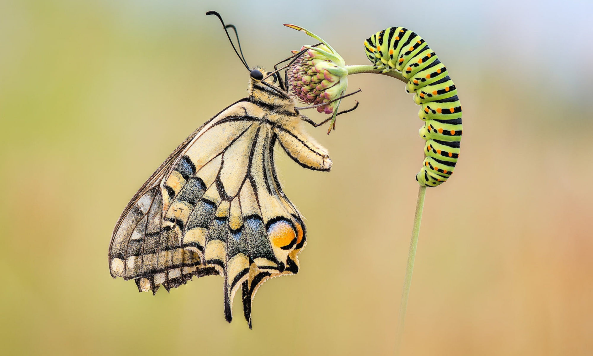 Гусеница бабочки Махаон